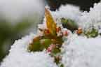 rhododendron bud inthe snow